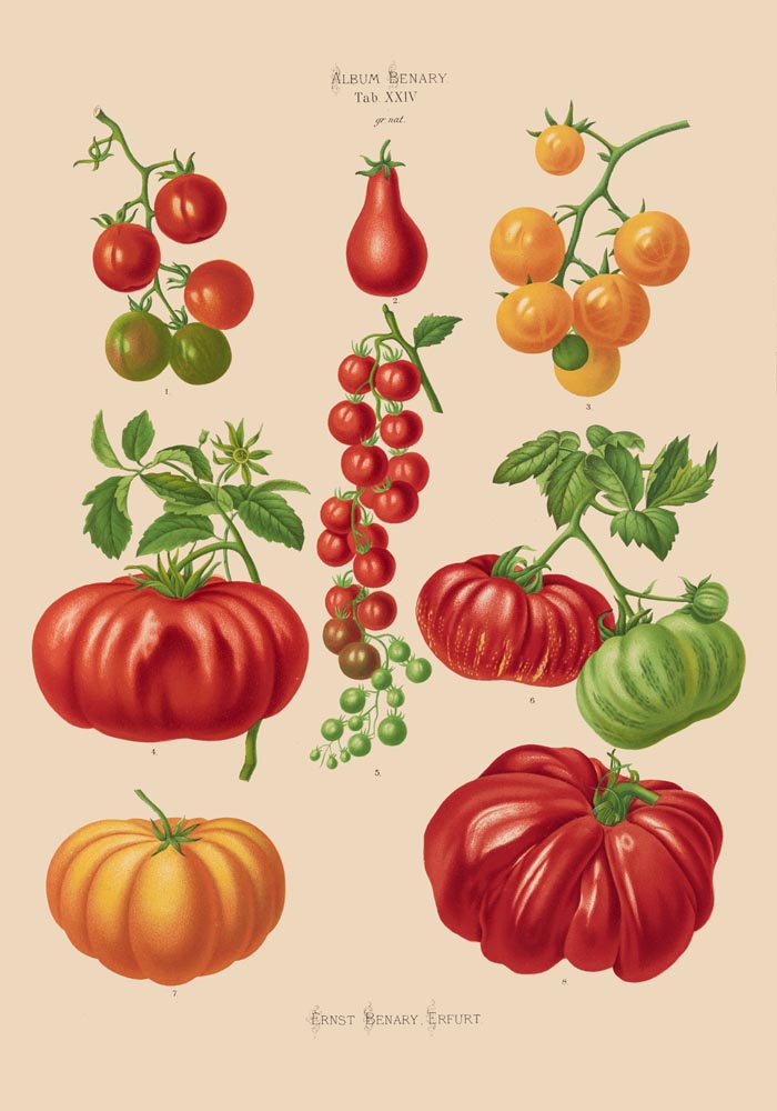Tomatoes Chart Botanical Poster