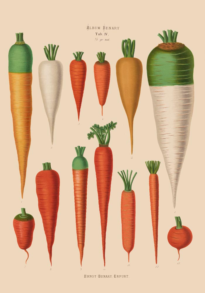 Carrots Chart Botanical Poster