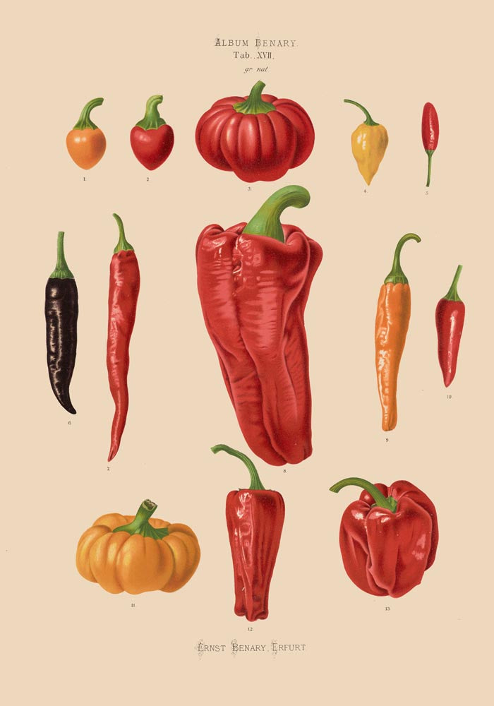 Chili and Peppers Chart Botanical Poster