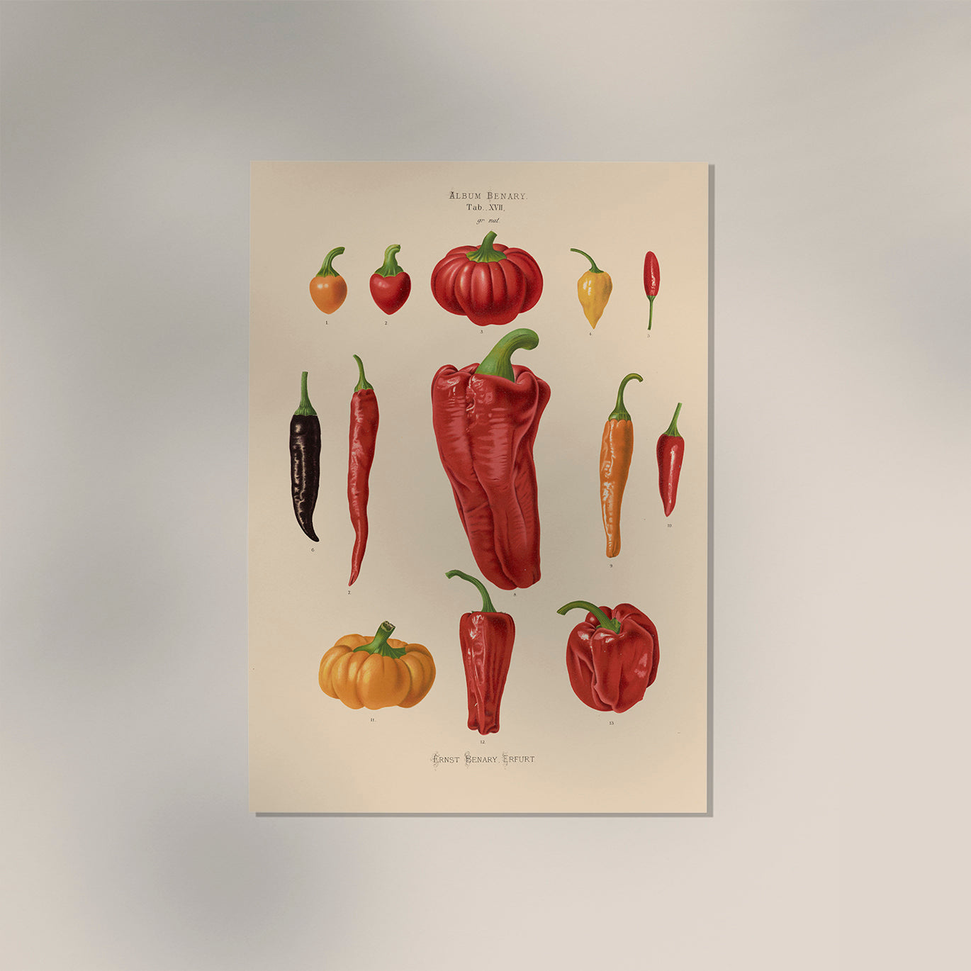 Chili and Peppers Chart Botanical Poster