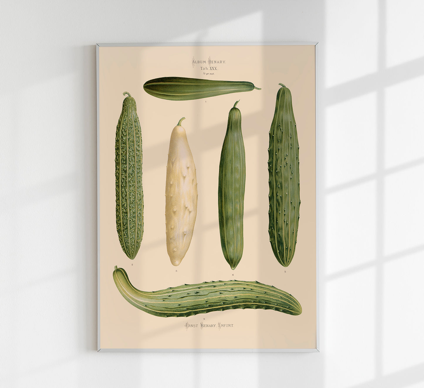 Cucumbers Chart Botanical Poster