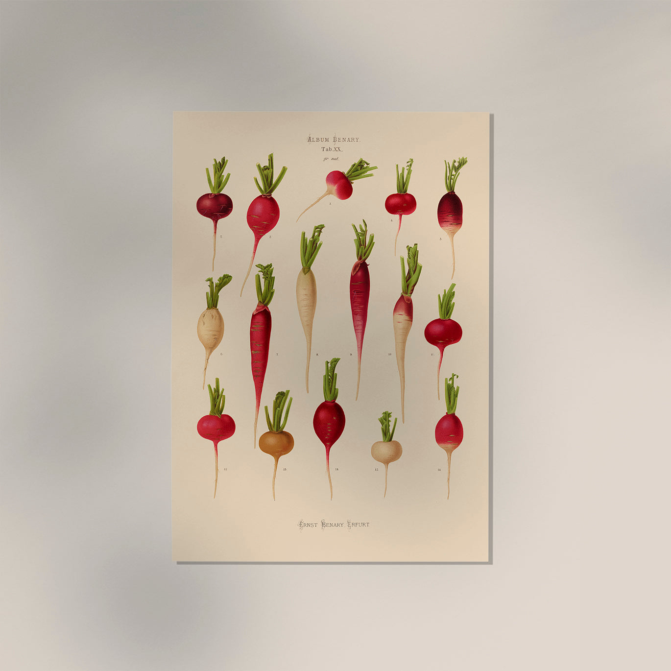 Radishes Chart Botanical Poster