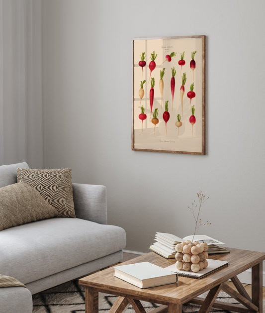 Radishes Chart Botanical Poster