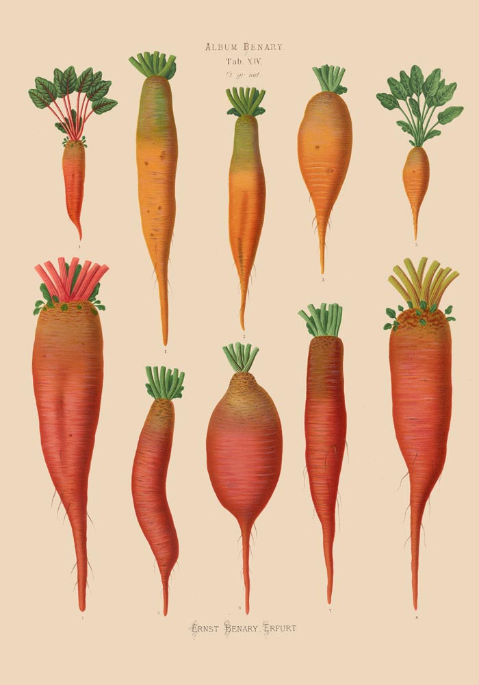 Mangold Wurzels Chart Botanical Poster