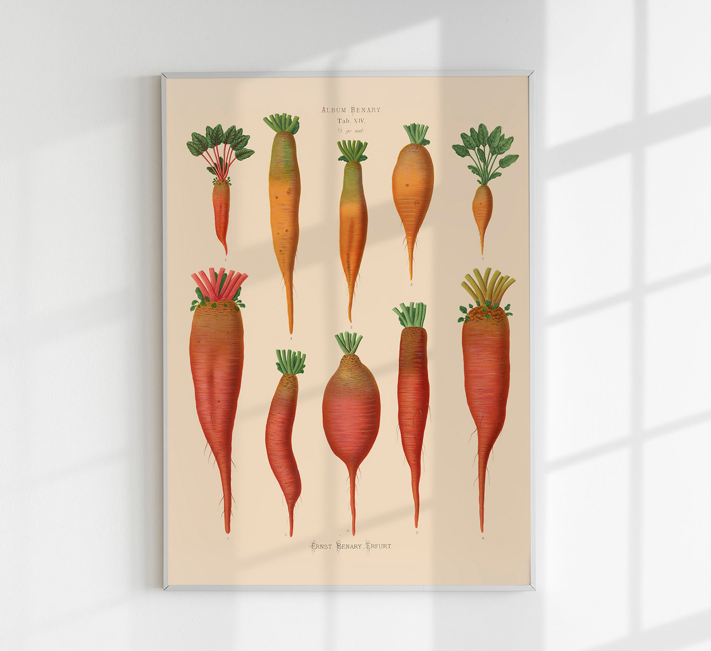 Mangold Wurzels Chart Botanical Poster