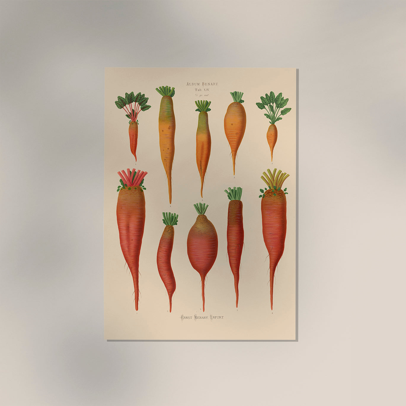 Mangold Wurzels Chart Botanical Poster