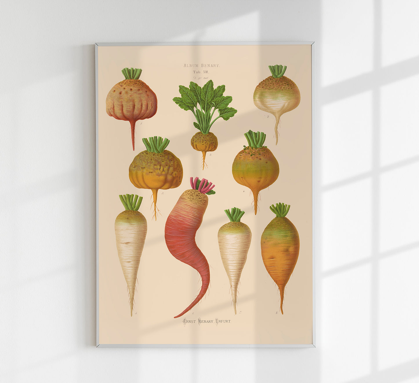 Mangel Wurzels Chart Botanical Poster