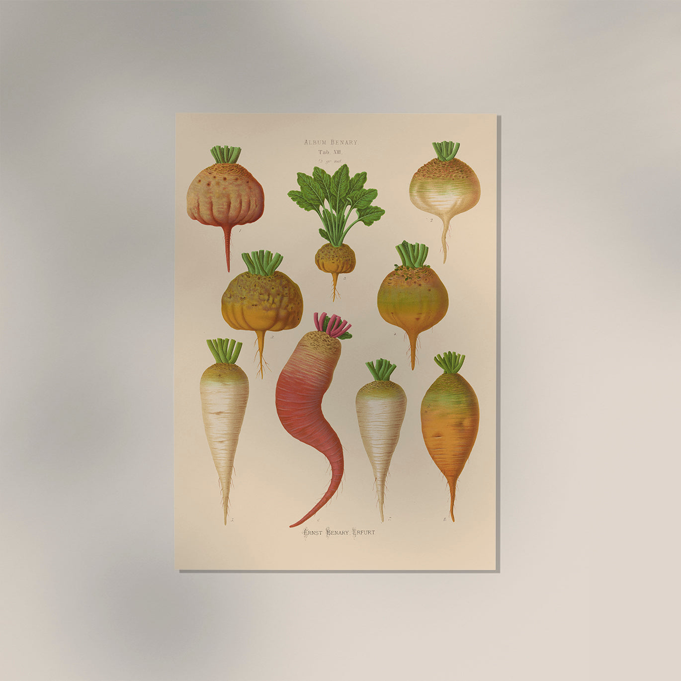 Mangel Wurzels Chart Botanical Poster