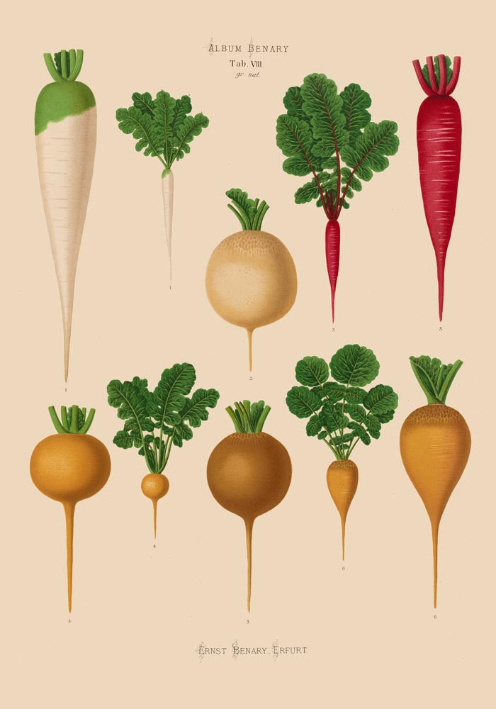 Radish Chart nr 2 Botanical Poster