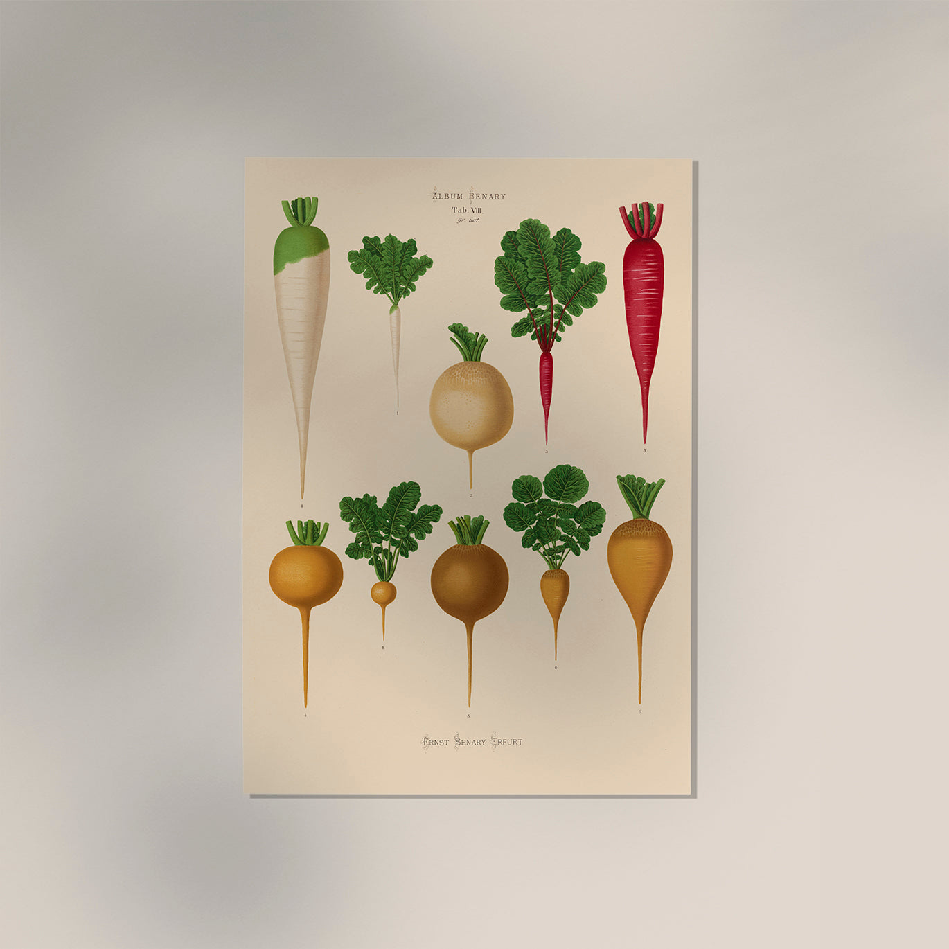 Radish Chart nr 2 Botanical Poster