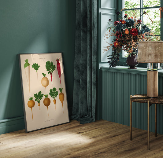Radish Chart nr 2 Botanical Poster