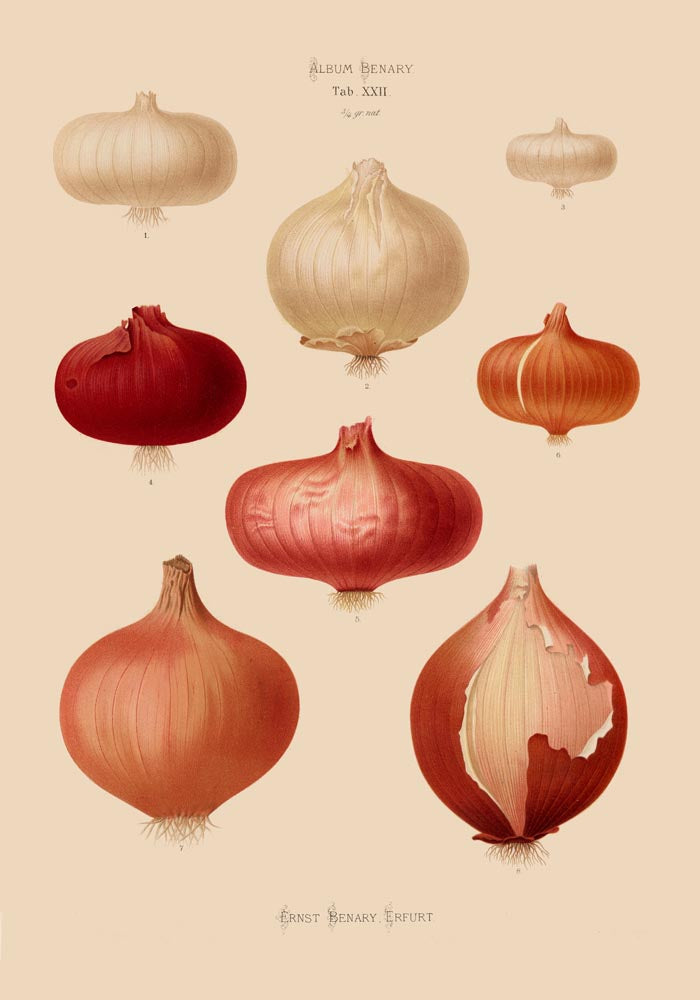 Onions Chart Botanical Poster