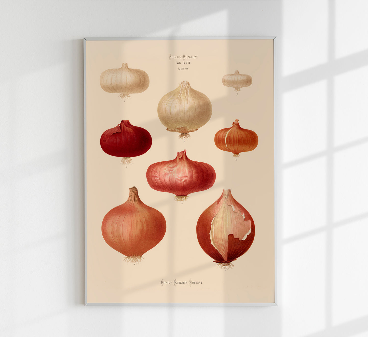 Onions Chart Botanical Poster