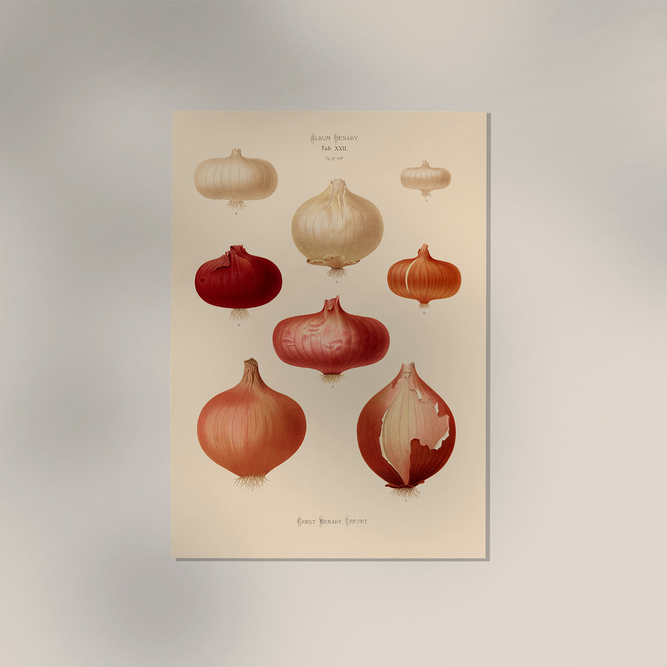 Onions Chart Botanical Poster