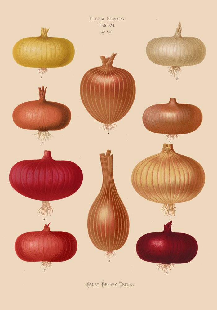 Onions Chart Nr 2 Botanical Poster