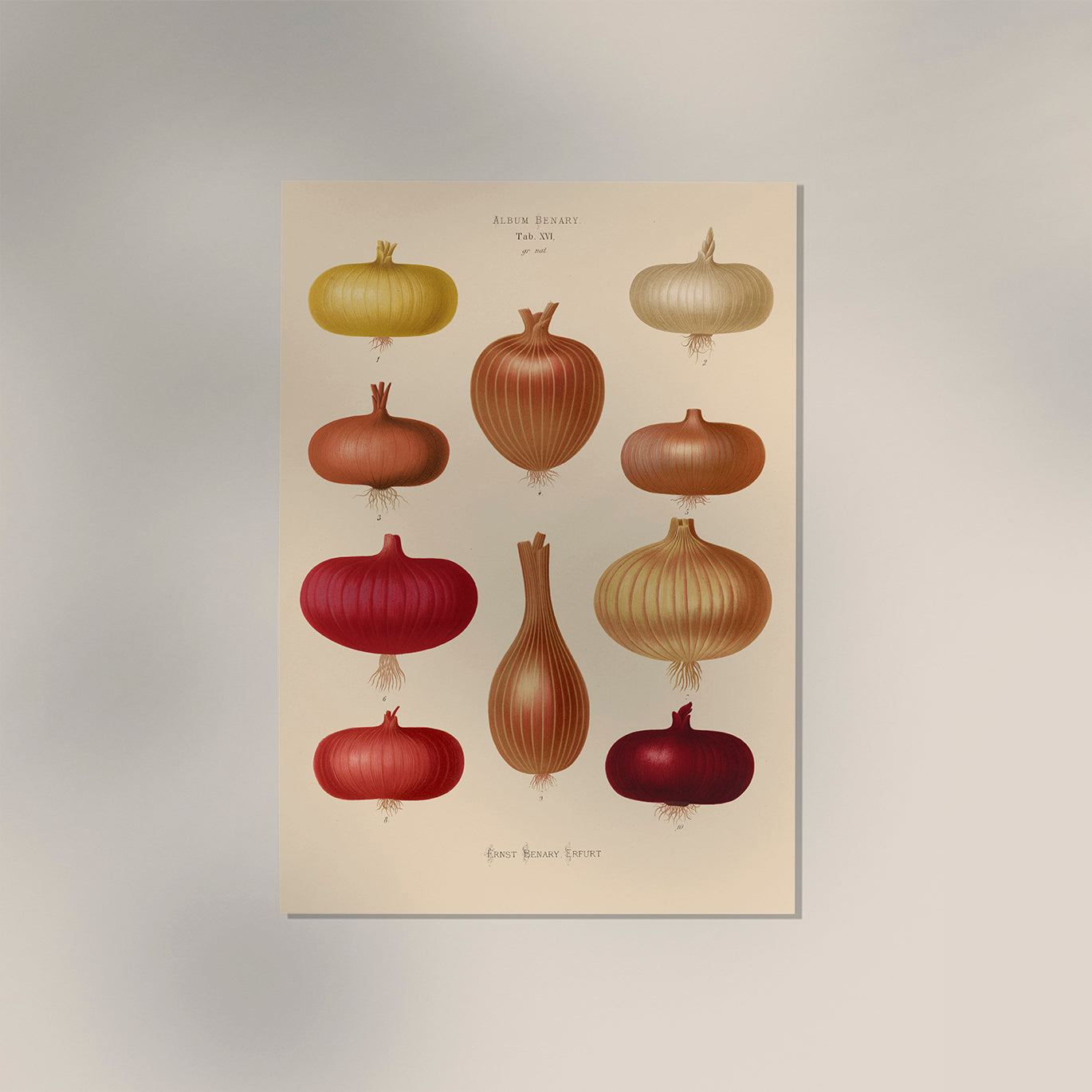 Onions Chart Nr 2 Botanical Poster