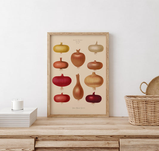Onions Chart Nr 2 Botanical Poster