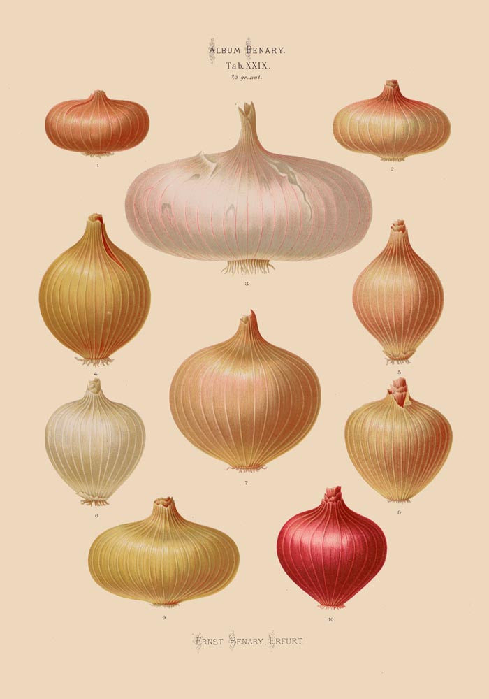 Onions Chart Nr 3 Botanical Poster