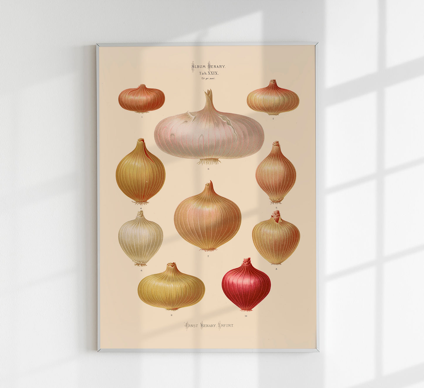 Onions Chart Nr 3 Botanical Poster