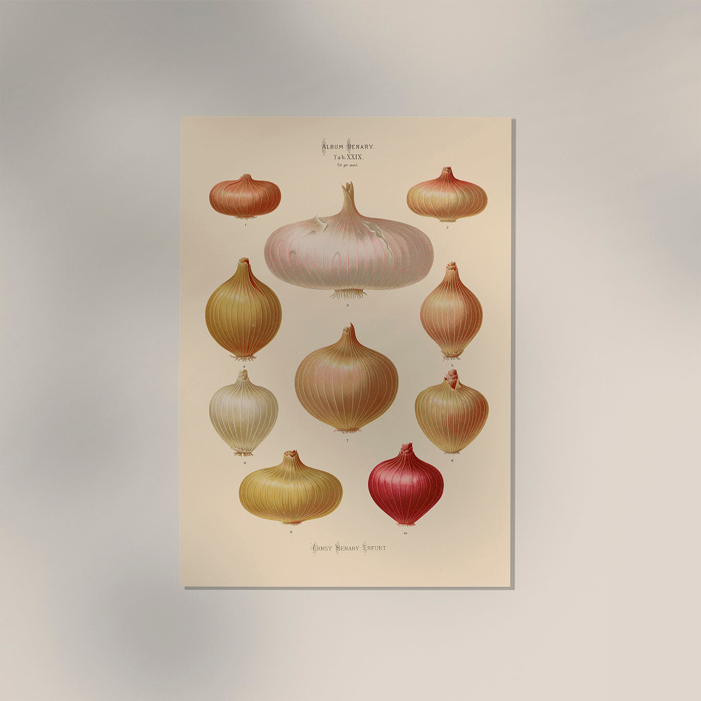 Onions Chart Nr 3 Botanical Poster