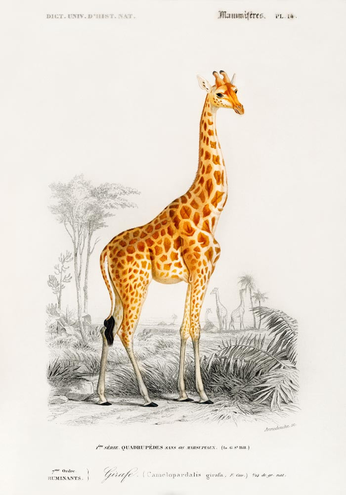 Giraffe Animal Illustration