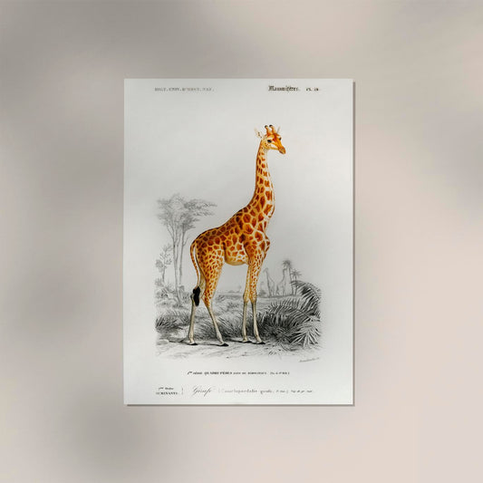 Giraffe Animal Illustration