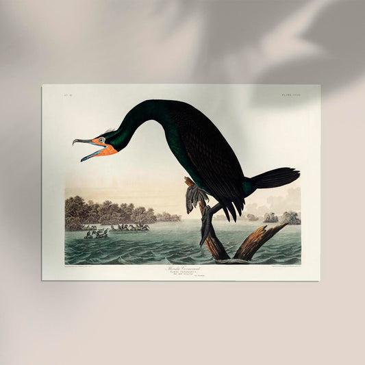Florida Cormorant Vintage Poster