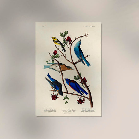 Birds of America Plate n79 from Birds of America Poster