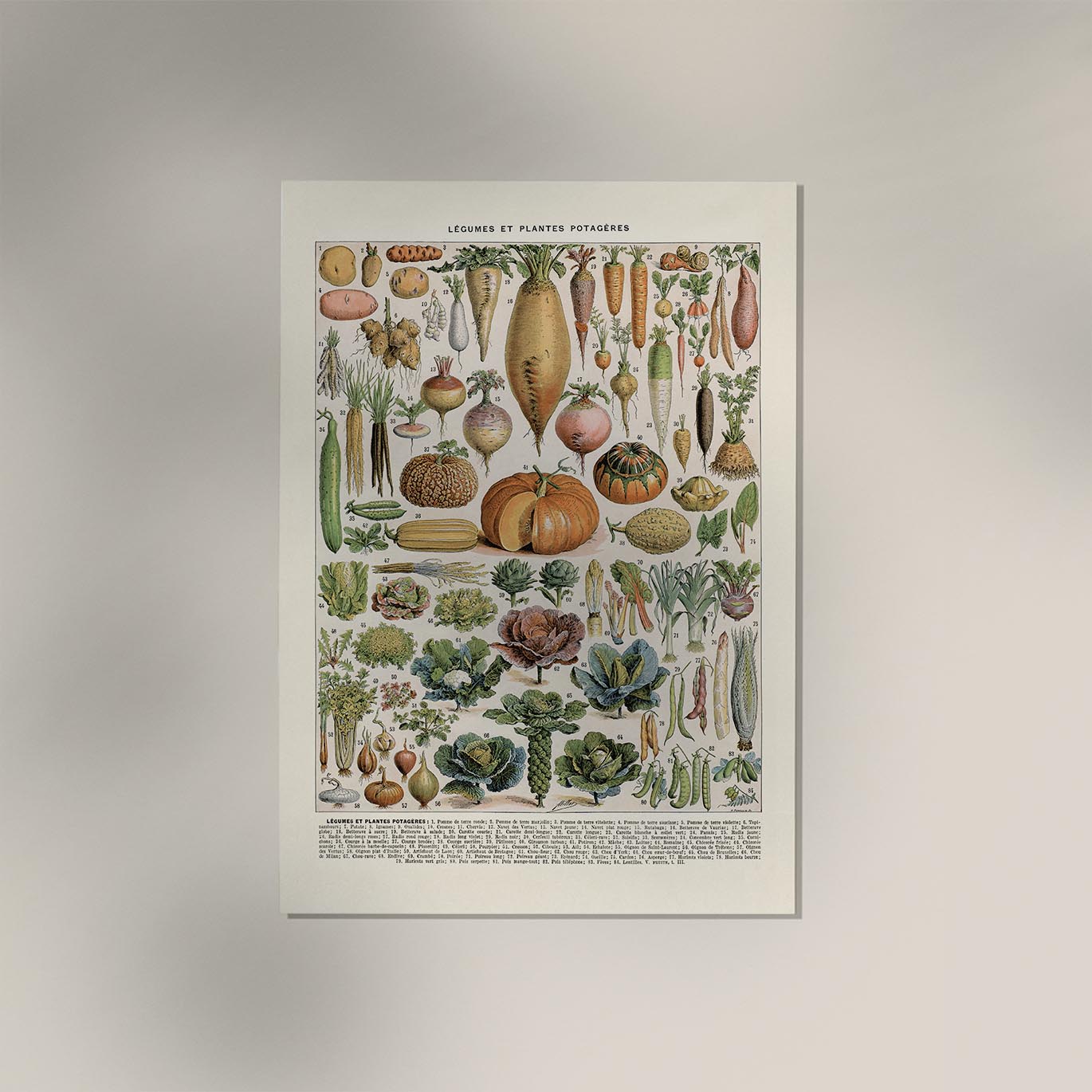 Légumes et Plantes Potagères Poster
