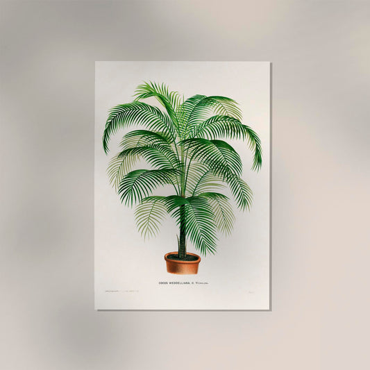 Coco Weddelliana Palm Tree Poster