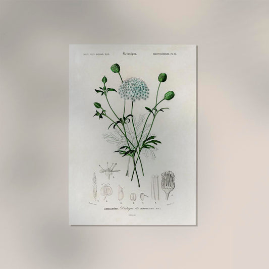 Didiscus Plant Poster