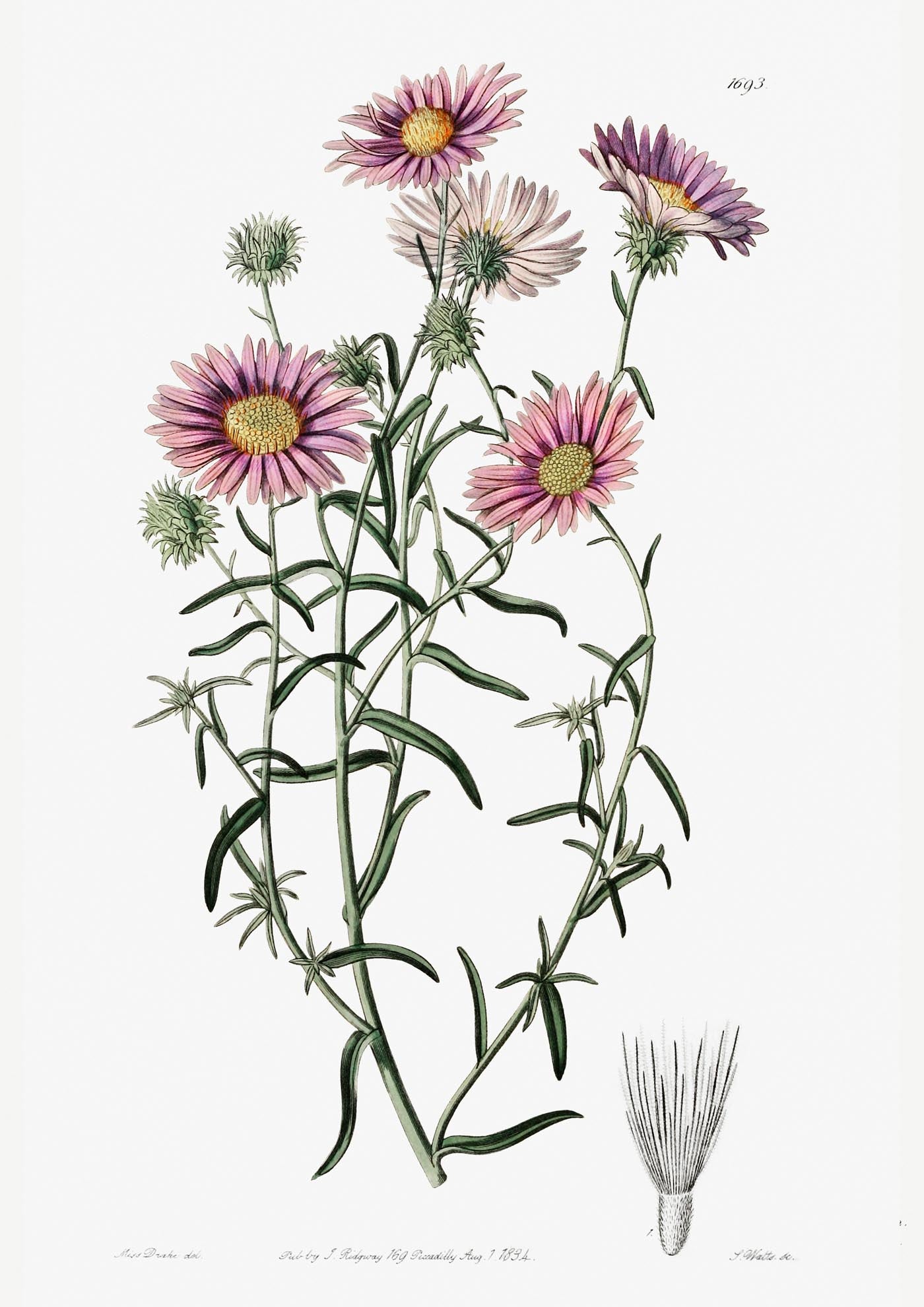 Vintage Hoary Flower Poster