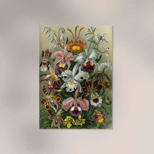 Orchideae Lilly Flowers by Ernst Haeckel Poster