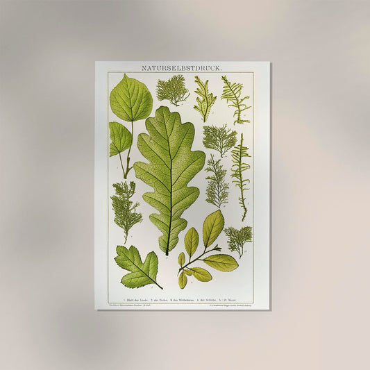 Plant Leaves Collage Poster