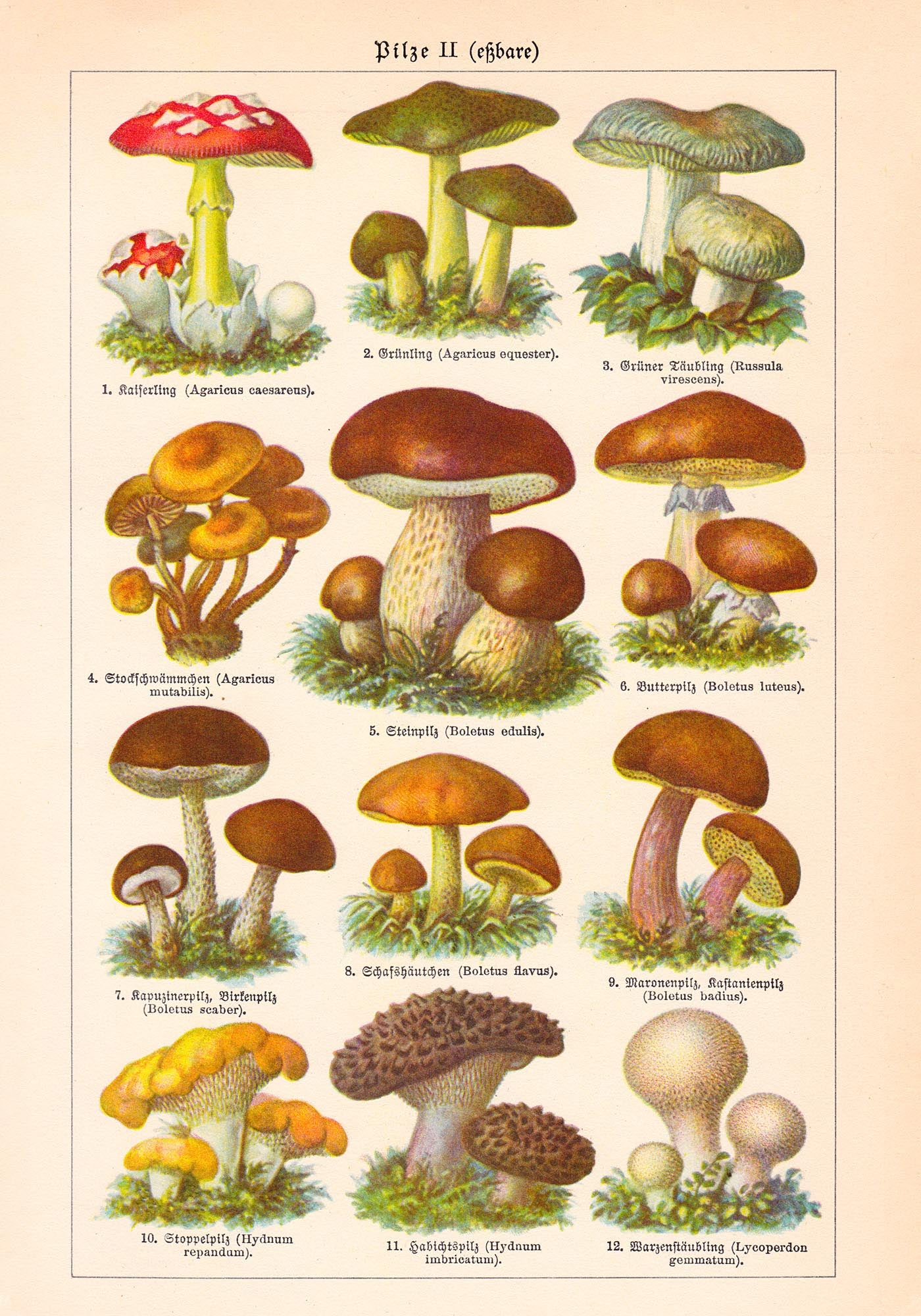 Vintage Mushrooms Chart II - Pilze II