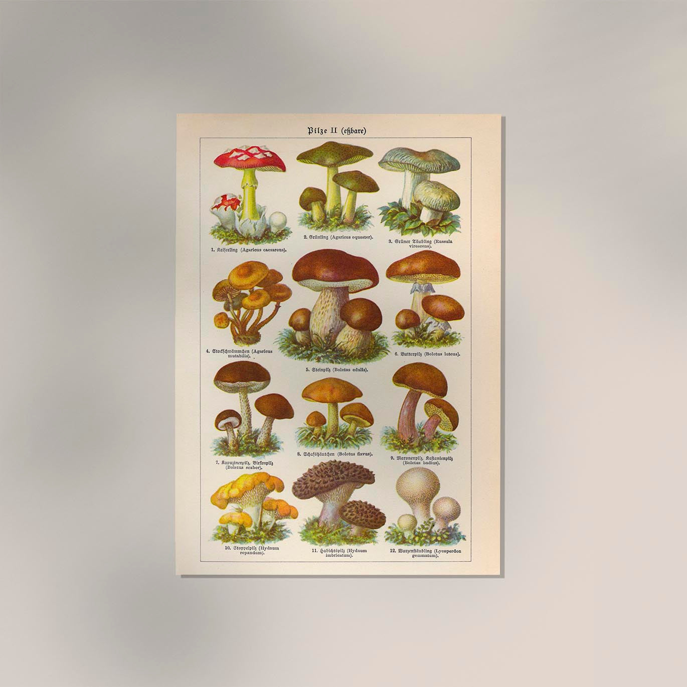 Vintage Mushrooms Chart II - Pilze II