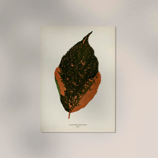 Acalypha Tricolor - Rare Leaves Poster