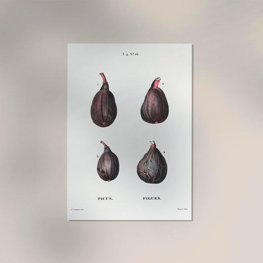 Figs Botanical Poster