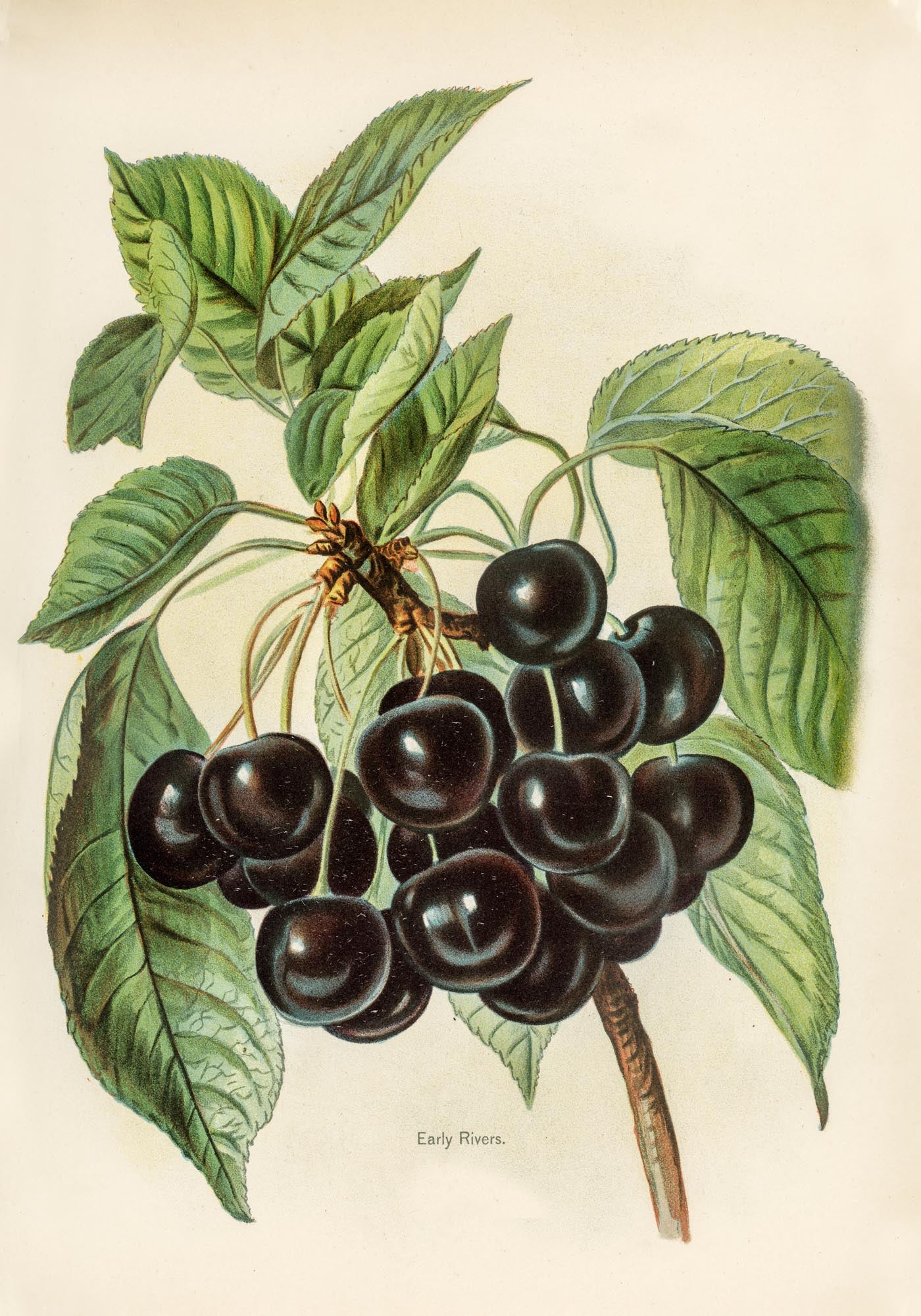 Early Rivers Cherries Fruit Poster