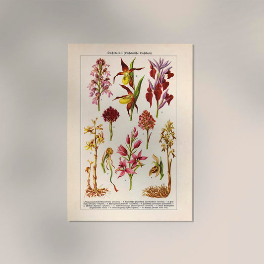 Orchideen Poster