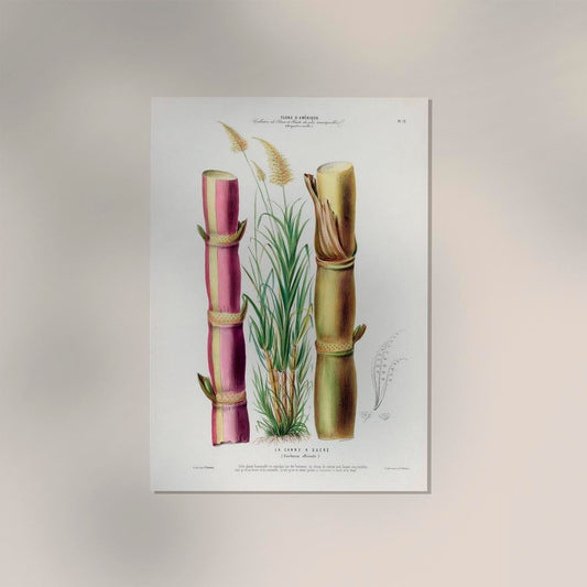 La Canne Botanical Poster