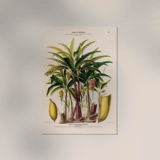 Les Bananiers Figues Botanical Poster