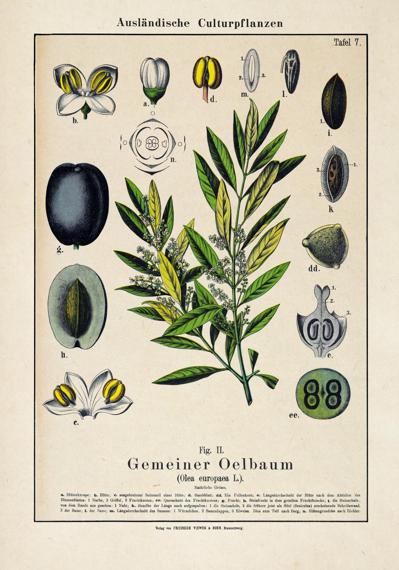 Olive Plant Poster