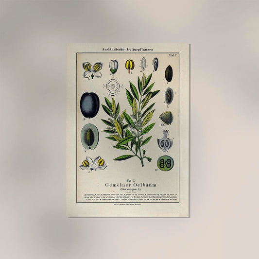 Olive Plant Poster