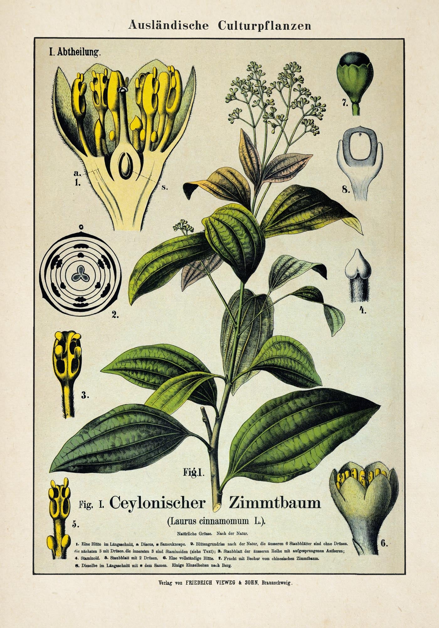 Cinnamon Plant Poster