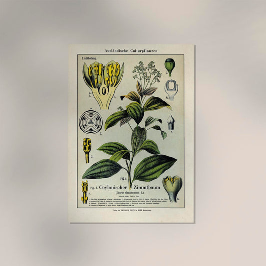 Cinnamon Plant Poster