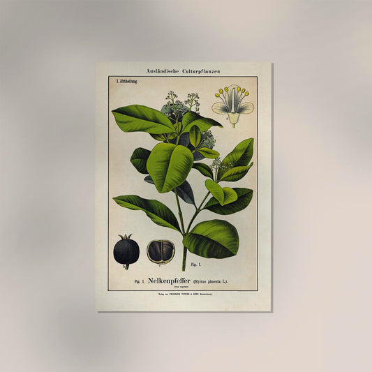 Clove Plant Poster