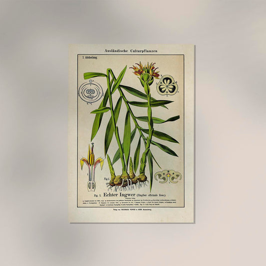 Ginger Plant Poster