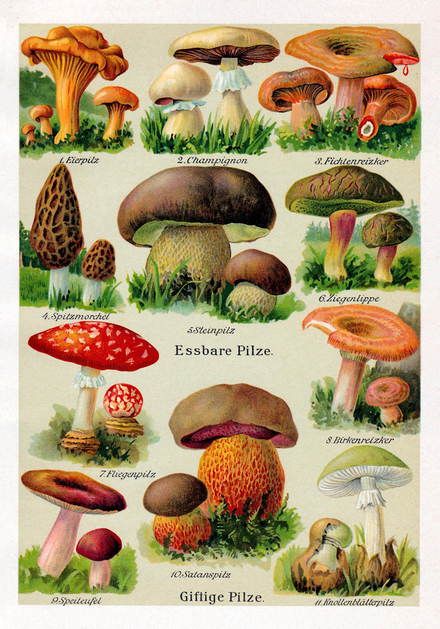 Vintage German Mushroom Chart