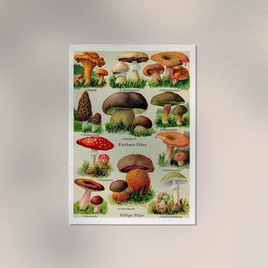 Vintage German Mushroom Chart